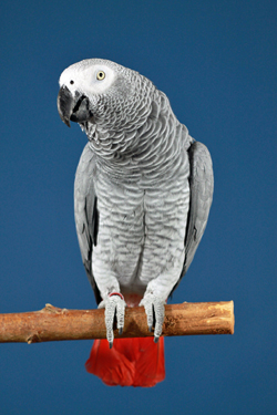 bowy-grijze-roodstaart--papegaai.jpg